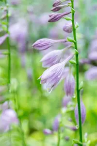 Hosta 'Golden Tiara' - P11 - image 4
