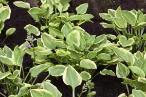 Hosta 'Golden Tiara'