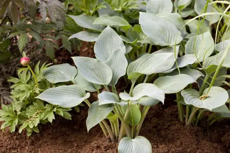 Hosta 'Halcyon' - P9