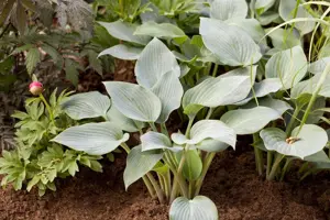Hosta 'Halcyon' - P9