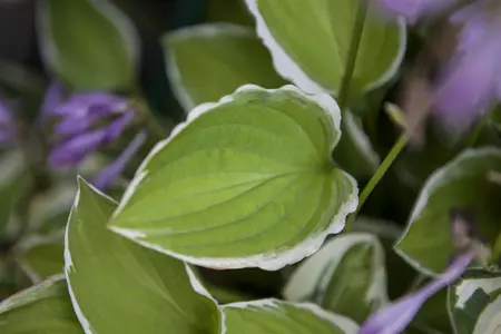 Hosta 'Hasta Manana' - P9 - image 3