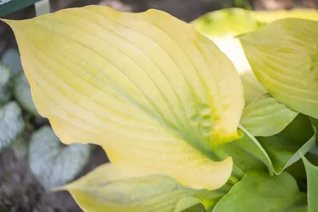 Hosta 'Hasta Manana' - P9 - image 4