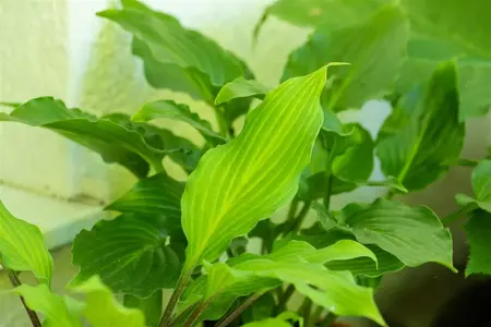 Hosta lancifolia - 2 Ltr pot