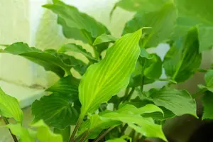 Hosta lancifolia