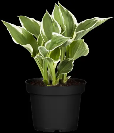 Hosta 'Minuteman' - P9