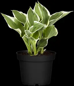 Hosta 'Minuteman' - P9