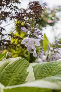 Hosta mix