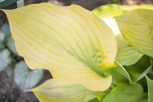 Hosta mix - 2 Ltr pot - image 4