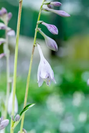 Hosta 'Night Before Christmas' - 3 Ltr pot - image 2