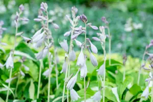 Hosta 'Night Before Christmas'
