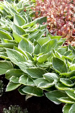 Hosta 'Patriot' - P9 - image 2