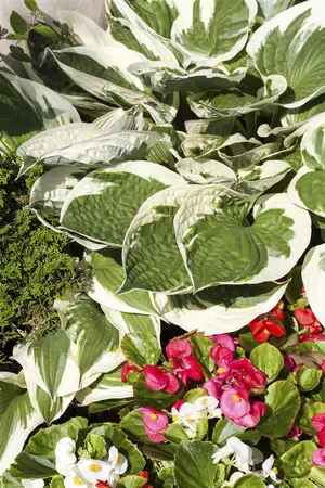 Hosta 'Patriot' - 3 Ltr pot - image 4