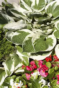 Hosta 'Patriot' - 3 Ltr pot - image 4