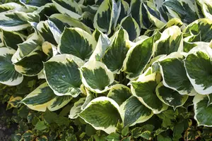 Hosta 'Patriot' - 3 Ltr pot - image 3