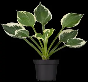 Hosta 'Patriot' - P9 - image 5
