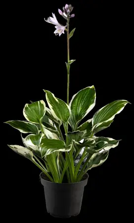 Hosta 'Patriot' - P9 - image 5