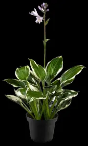 Hosta 'Patriot' - P9 - image 5
