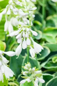 Hosta 'Pizzazz'