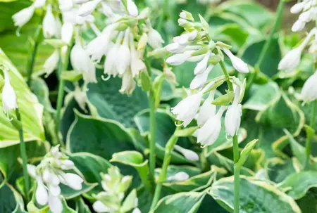 Hosta 'Pizzazz' - P11 - image 2
