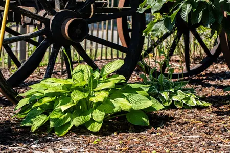 Hosta plantaginea grandiflora - 3 Ltr pot