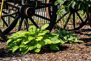 Hosta plantaginea grandiflora