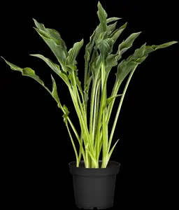 Hosta 'Praying Hands'