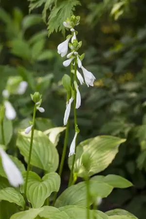 Hosta 'Royal Standard' - 2 Ltr pot - image 1