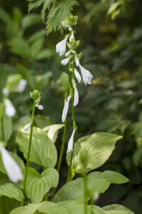 Hosta 'Royal Standard'