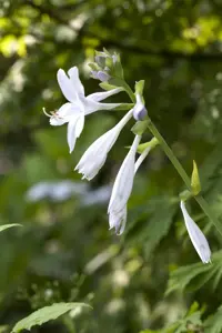 Hosta 'Royal Standard' - 2 Ltr pot - image 2