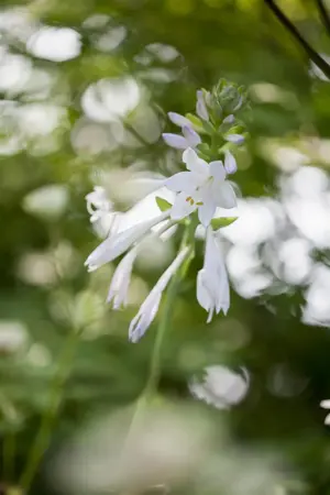 Hosta 'Royal Standard' - 2 Ltr pot - image 3