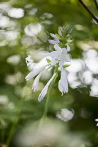Hosta 'Royal Standard' - 2 Ltr pot - image 3