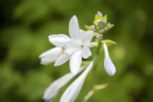 Hosta 'Royal Standard' - 2 Ltr pot - image 4