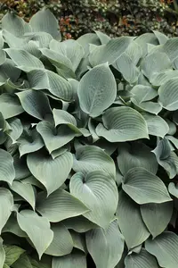 Hosta sieb. 'Elegans' - 3 Ltr pot - image 1