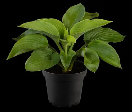 Hosta sieb. 'Elegans' - 2 Ltr pot - image 2
