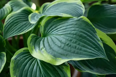 Hosta sieb. 'Frances Williams' - P11 - image 2