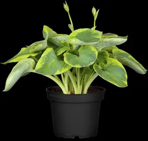 Hosta sieb. 'Frances Williams'