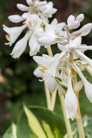 Hosta sieb. 'Great Expectations' - P11 - image 2