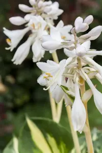 Hosta sieb. 'Great Expectations' - P11 - image 2