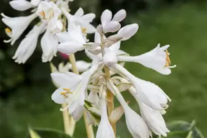 Hosta sieb. 'Great Expectations'