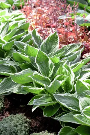 Hosta sieboldiana - P9 - image 1