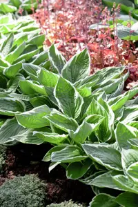 Hosta sieboldiana