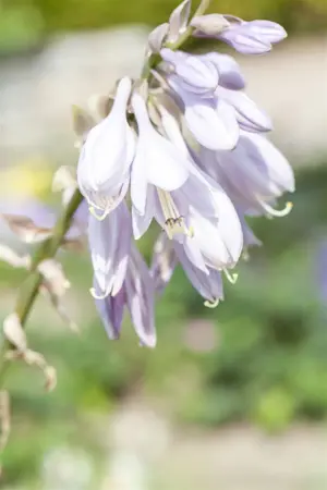 Hosta sieboldiana - P9 - image 2