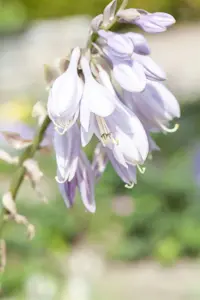 Hosta sieboldiana - P9 - image 2