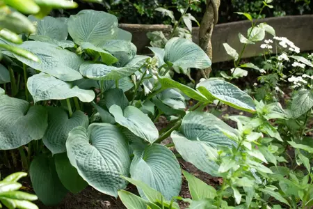 Hosta sieboldiana - P9 - image 3