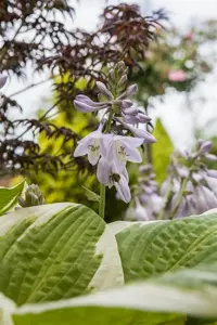 Hosta 'Spinach Patch'