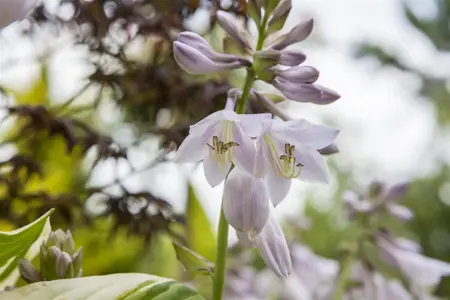 Hosta 'Spinach Patch' - P9 - image 2