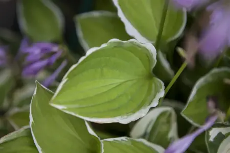 Hosta 'Spinach Patch' - P9 - image 3
