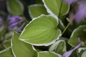 Hosta 'Spinach Patch' - P9 - image 3