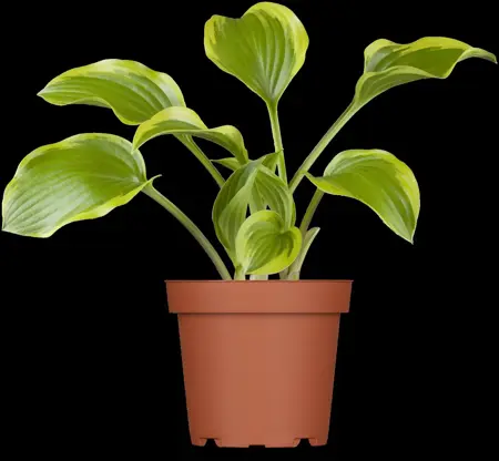 Hosta 'Spinach Patch' - P9 - image 5