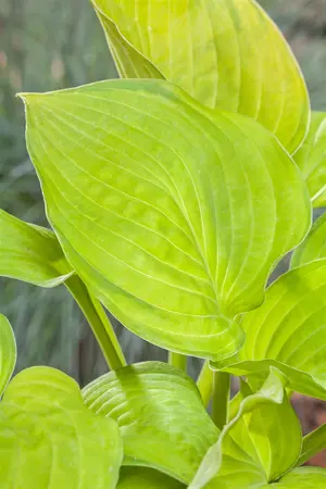 Hosta 'Sum and Substance' - 3 Ltr pot - image 1